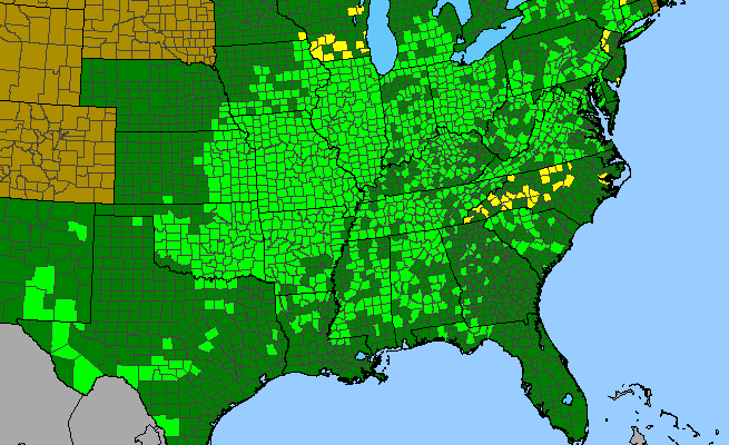 The range of Quercus muehlenbergii